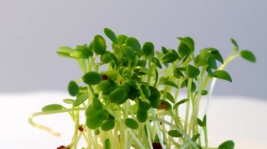 Sehpanın üzerinde kırmızı yoncalar filizleniyor.