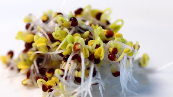 Brotes Brócoli Una Mesa Giratoria — Vídeo de stock