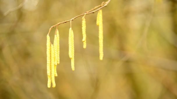 Hazelnut Blossom Wintertime Macro Male Female Flower — Wideo stockowe