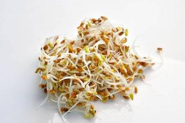 crimson clover sprouts in a closeup