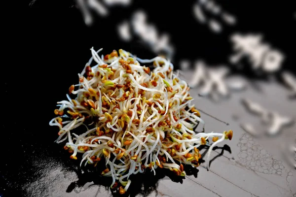 Crimson Clover Sprouts Closeup — 图库照片