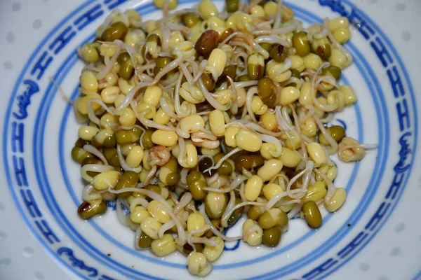 Mung Bean Sprouts Closeup —  Fotos de Stock