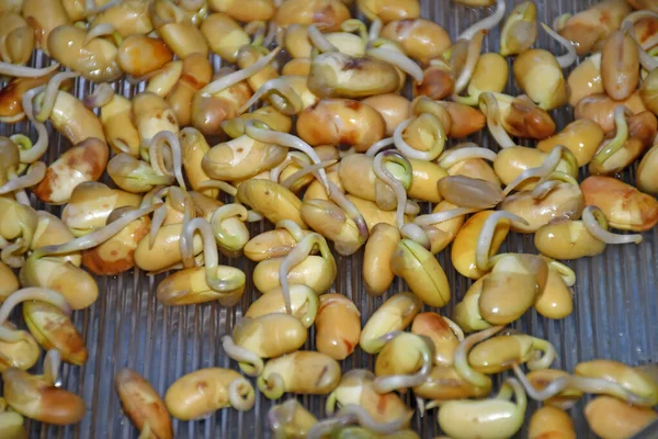 Yellow Soybean Sprouts Closeup — Stockfoto