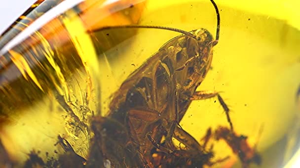 转盘上有一个大甲虫夹杂物的琥珀 — 图库视频影像