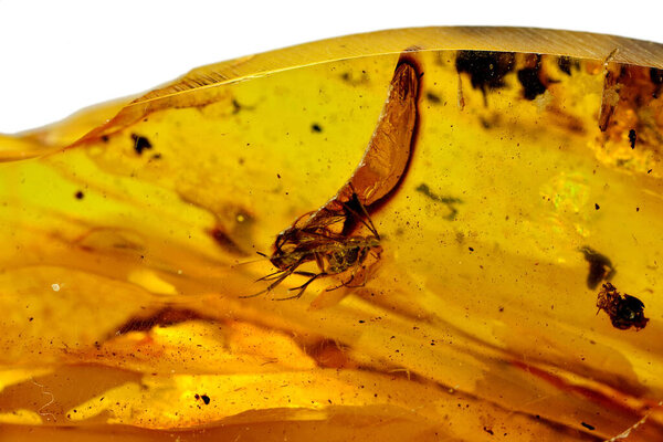 Янтарь со встроенной мухой