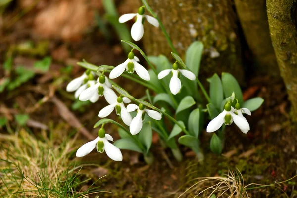 Snowdrops Early Spring German Garden — Stock Photo, Image