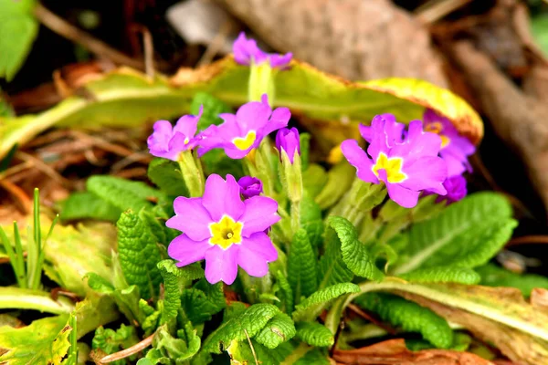 Prímulas Primavera Jardín Alemán —  Fotos de Stock