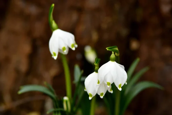 Floco Neve Flor Início Primavera Alemanha — Fotografia de Stock