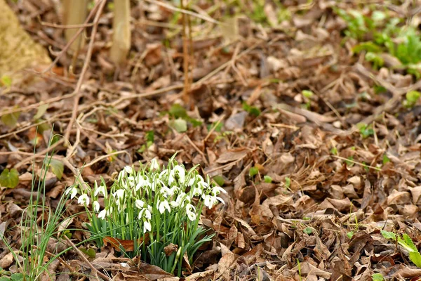 Snowdrops Early Spring German Garden — Stock Photo, Image