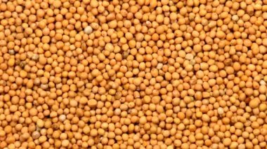 beyaz hardal tohumları bir dönüm tablosunda