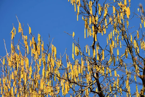 冬のドイツでのヘーゼルナッツの花 — ストック写真