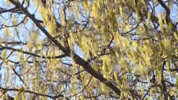 Flor Avellana Primavera Con Fuerte Viento — Vídeo de stock