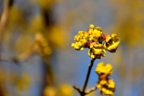 Fioritura Corniolo Primavera Germania Albero Medicinale Cinese — Foto Stock