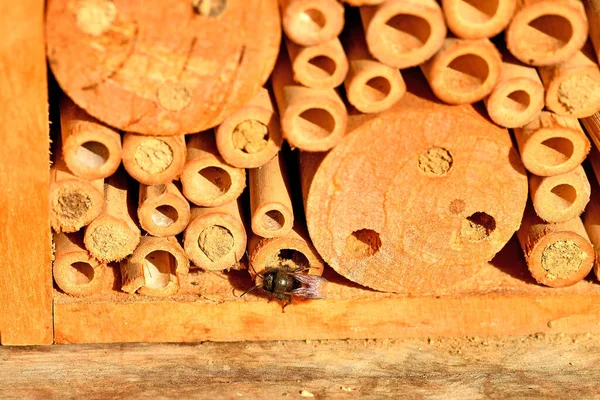 Erkek Orkide Arısı Baharda Almanya Bir Böcek Otelinde — Stok fotoğraf