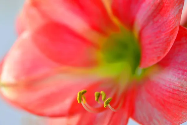 Амариллис Цветок Крупным Планом — стоковое фото