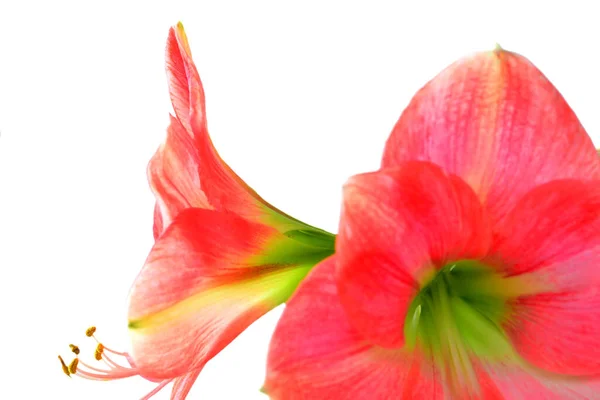 Amaryllis Bloem Een Close — Stockfoto