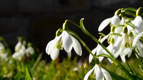 Hóvirág Korai Virág Német Tavaszi Flóra — Stock videók