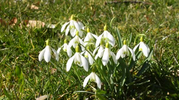 Snowdrop Floarea Timpurie Florei Germane Primăvară — Videoclip de stoc