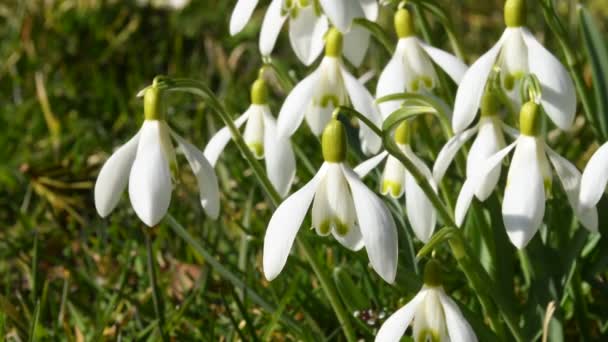 Snödroppe Tidig Blomman Den Tyska Vår Floran — Stockvideo