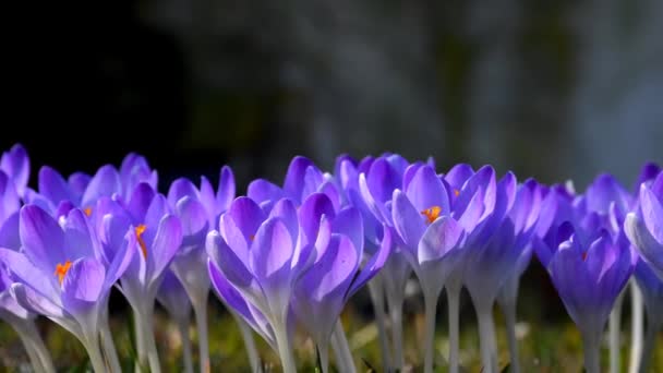 Crocus Flores Primavera Alemania Rastreo Cámaras — Vídeo de stock
