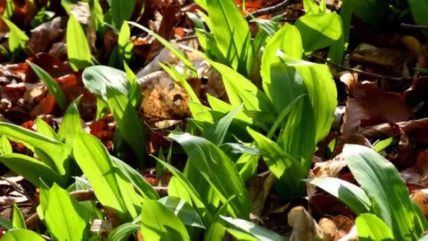 Ajo Silvestre Primavera Hortalizas Hierbas Medicinales Alemania — Vídeo de stock