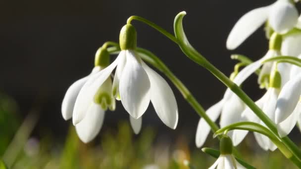 Snödroppe Tidig Blomman Den Tyska Vår Floran — Stockvideo