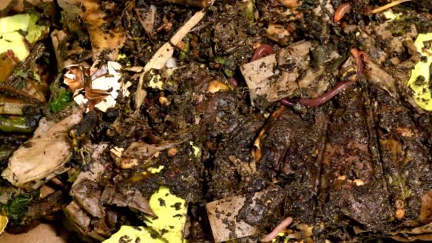 蠕虫养殖场的堆肥虫 — 图库视频影像