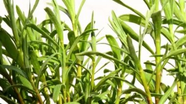 Tarhun, baharda yeşil taze bitkinin yakın çekimi. 