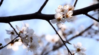 Almanya 'da ilkbaharda kamera gücüyle yabani kiraz çiçeği açar.