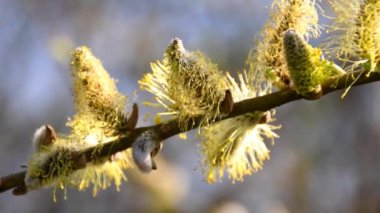 Almanya 'da bahar aylarında söğüt ağacı çiçek açar.