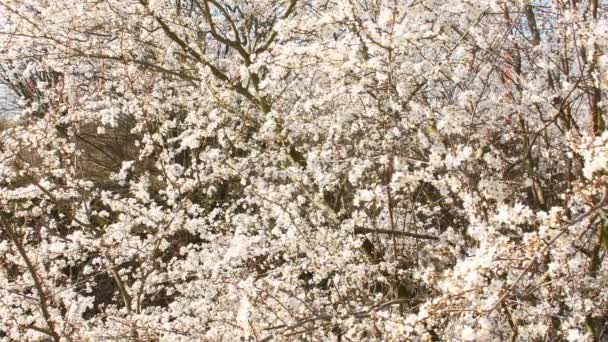 Flor Espino Negro Primavera Alemania Con Unidad Cámara — Vídeos de Stock