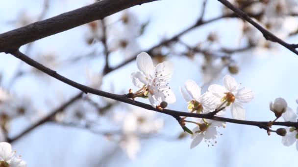 Wild Cherry Blossom Tavaszi Németországban — Stock videók