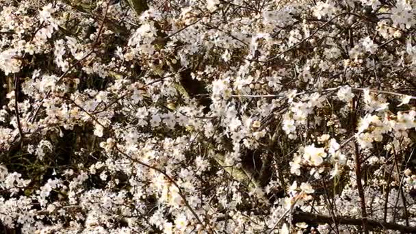Flor Espino Negro Primavera Alemania Con Unidad Cámara — Vídeos de Stock