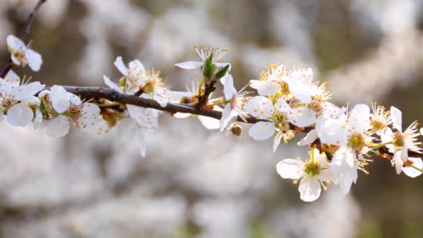 Дикий Цветок Вишни Весной Германии Камерой Привода — стоковое видео