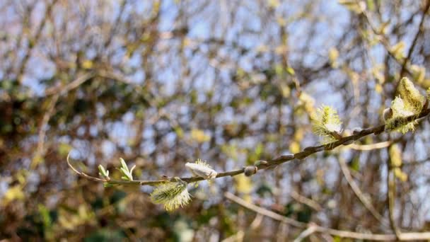 Knackweidenblüte Frühling Deutschland Mit Kameraantrieb — Stockvideo