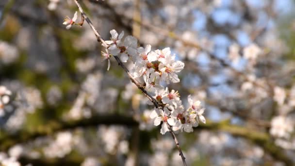 Dzikie Śliwki Kwiatem Wiosnę Niemczech — Wideo stockowe