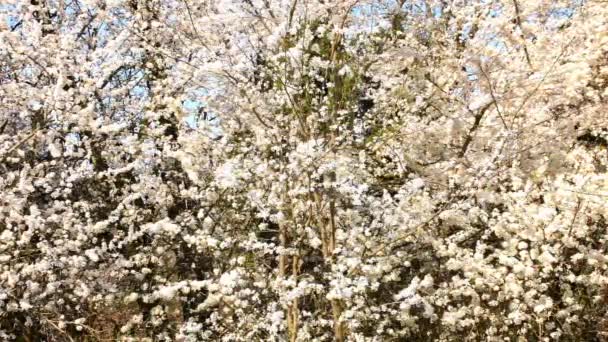 Mirabela Selvagem Poda Árvore Com Flor Primavera Alemanha Com Unidade — Vídeo de Stock