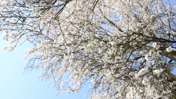 Дикая Мирабель Чернослив Цветком Весной Германии Камерой Привода — стоковое видео