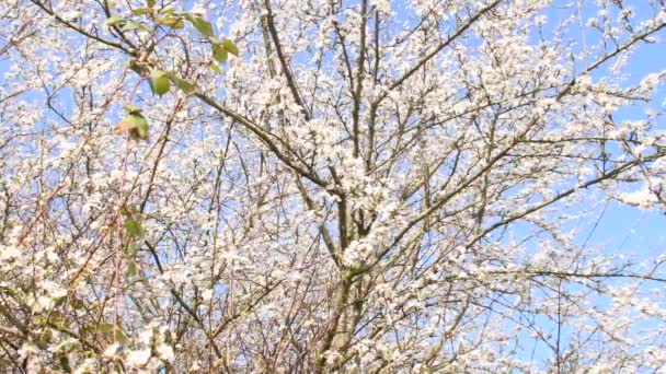 Dziki Kwiat Mirabelle Wiosną Niemczech Napędem Kamery — Wideo stockowe