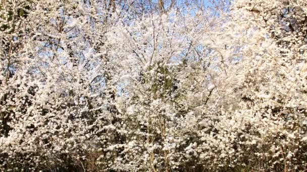 Dziki Kwiat Mirabelle Wiosną Niemczech Napędem Kamery — Wideo stockowe
