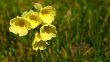 İlkbaharda inek ayağı, şifalı bitki.
