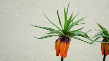 İmparatorluk tacı, dekorasyon ve ilkbaharda kameralı Çin şifalı bitkisi.