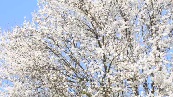 Dzikie Drzewko Śliwkowe Kwiatem Wiosną Niemczech Napędem Kamery — Wideo stockowe