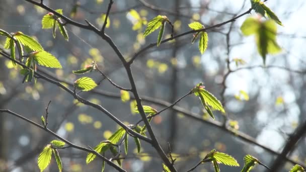 春になるとブナの葉が — ストック動画