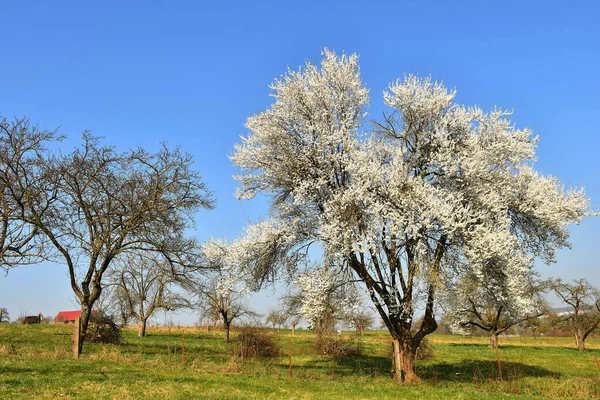 Mirabelle Blossom Blue Sky — Stock Photo, Image