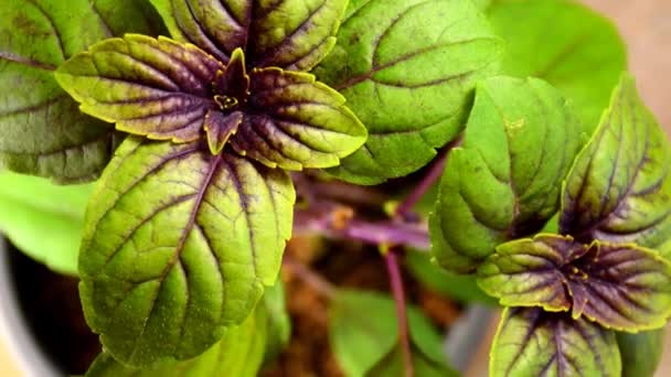 Basilic Bleu Africain Épices Herbes Médicinales Avec Feuilles Sur Une — Video