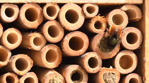 ヨーロッパの果樹園蜂は昆虫館や蜂の巣を閉じて出入りします — ストック動画