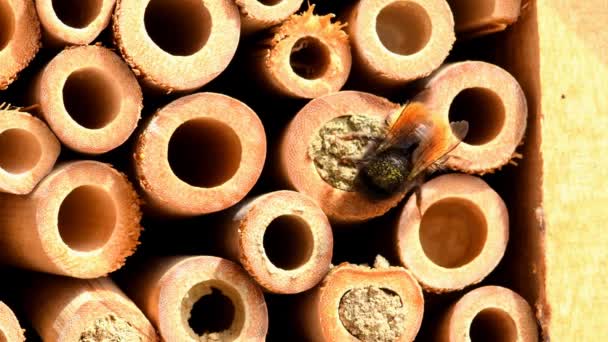 Avrupa Meyve Bahçesi Arısı Bir Böcek Otelinde Yuvasını Kapatıyor Diğer — Stok video