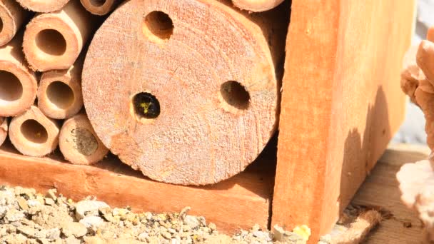 昆虫ホテルのヨーロッパの果樹園蜂は — ストック動画