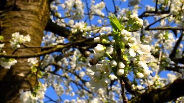 Floraison Cerisiers Printemps Allemagne Avec Lecteur Caméra — Video
